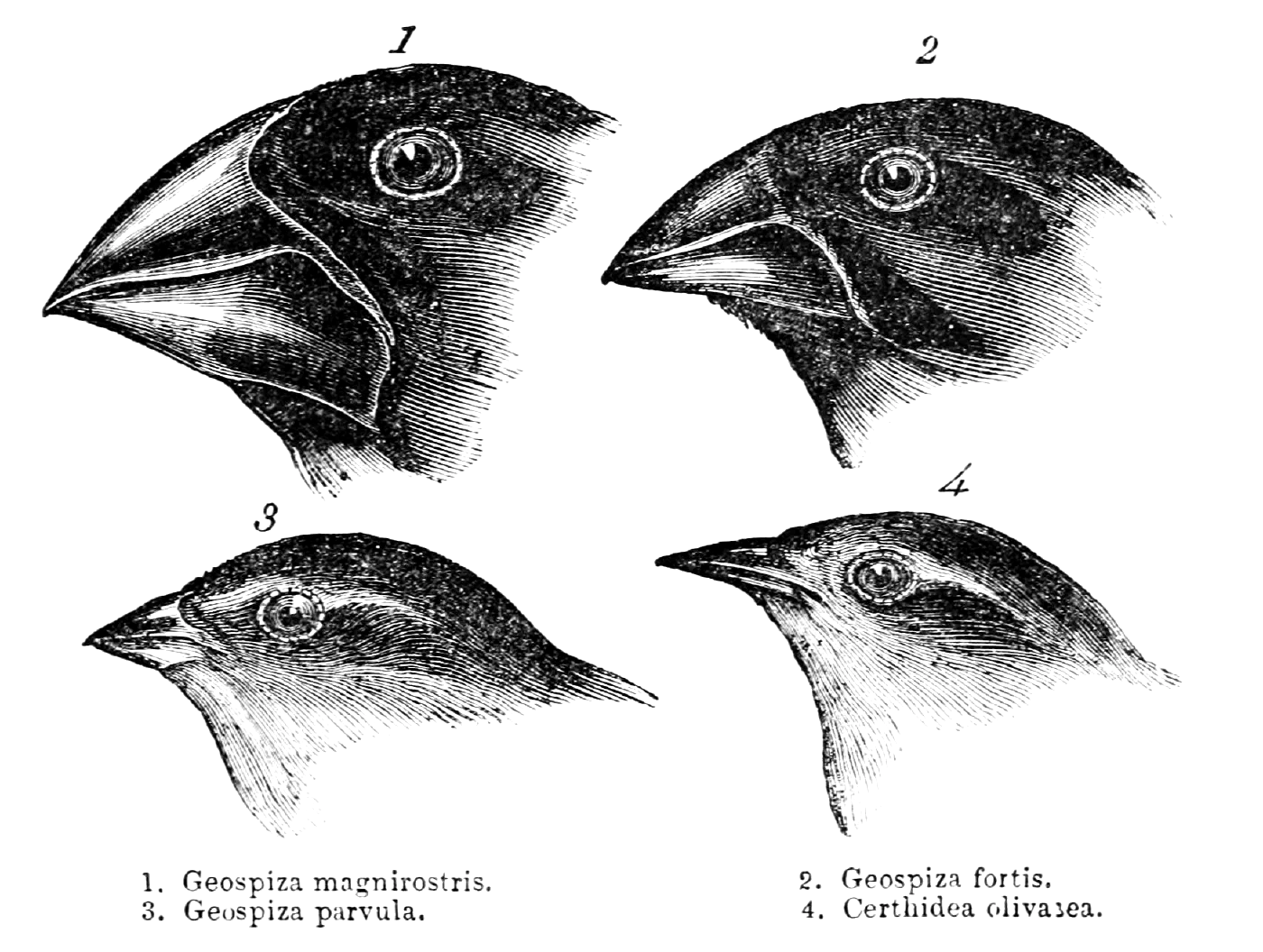 Darwin's finches by John Gould (1845), an engraving of four numbered finch heads from the Galapagos, each with a slightly different beak.